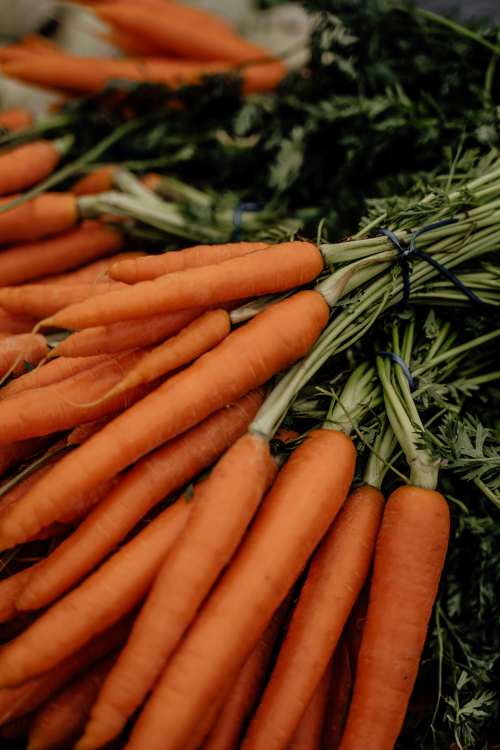 Egyptian carrots export to Europe