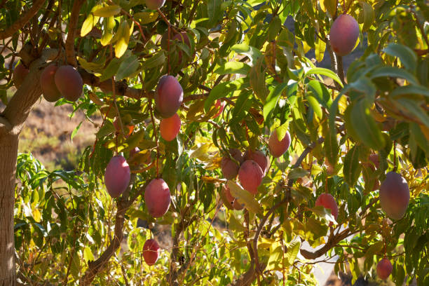 Egyptian mango produce
