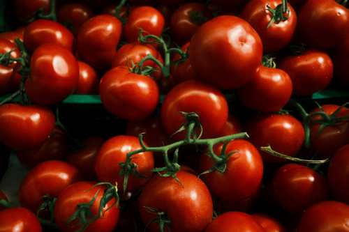 Fresh Egyptian tomatoes cold chain export